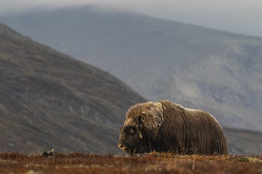 Musk ox (Ovibos moschatus), bull, aggressive, standing, autumn, Dovrefjell National Park, Norway