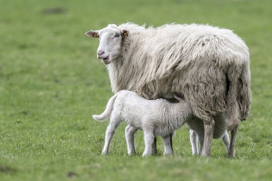 Bentheimer Landschaf with lamb (Ovie gmelini aries), Emsland, Lower Saxony, Germany