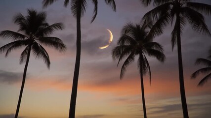 Dramatic moonrise over swaying palm trees in warm tropical twilight, creating a serene island vacation vibe