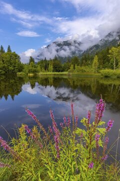 Purple loosestrife (Lythrum salicaria), moorland pond, near Oberstdorf, Oberallg&auml;u, Allg&auml;u. Bavaria, Germany