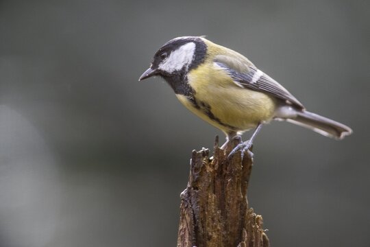 Great Tit (Parus major), Emsland, Lower Saxony, Germany