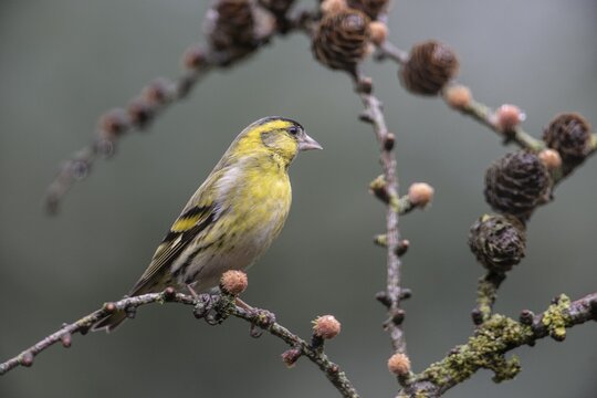 Eurasian siskin (Carduelis spinus), Emsland, Lower Saxony, Germany