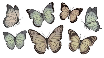 Detailed illustrations of various butterfly species in flight, showcasing intricate wing patterns and colors