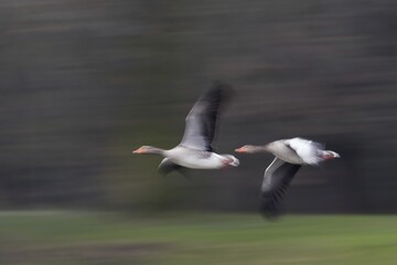 Two greylag geese (Anser anser) in flight with striking motion blur that conveys speed and dynamism, Hesse, Germany