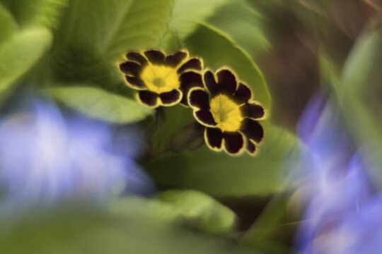 Close-up of two flowers of a primrose (Primula), picturesque, impressionistic, Hesse, Germany