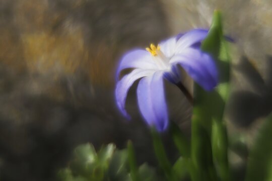 Close-up of a purple flower, alpine squill (Scilla bifolia) with blurred background, Hesse, Germany
