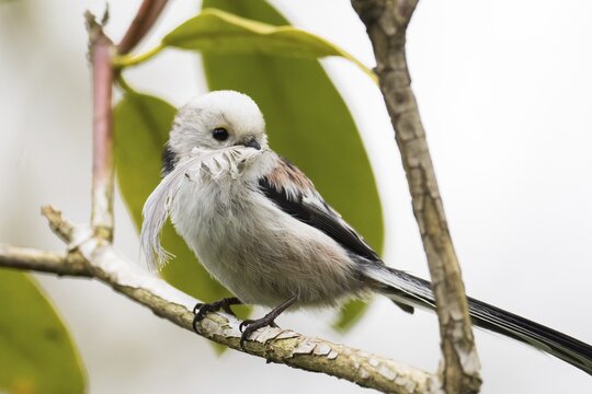 Long-tailed Tit (Aegithalos caudatus) with a feather in its beak sitting on a branch, Hesse, Germany
