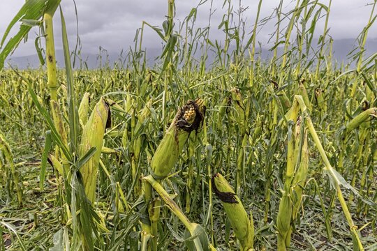 Destroyed maize field after hail, severe weather, climate change, Alpine foothills, Bavaria, Germany