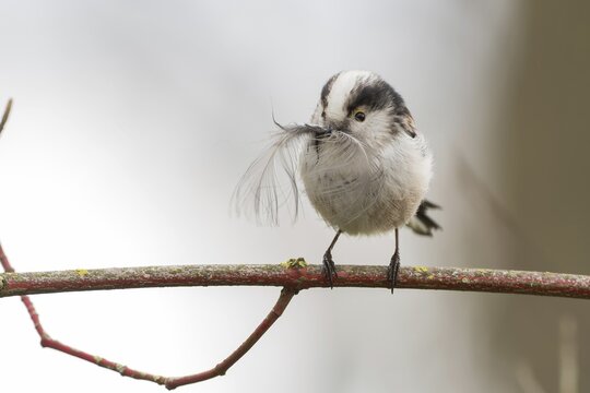 A long-tailed tit (Aegithalos caudatus) sitting on a branch and holding a feather in its beak, Hesse, Germany