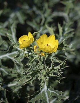 Yellow flower on spiny plant, Mexican spiked poppy (Argemone mexicana), Krugegr National Park, South Africa
