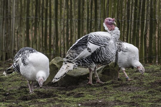 Cr&ouml;llwitz turkeys (Meleagris gallopavo f. domestica), Tierpark Nordhorn, Lower Saxony, Germany