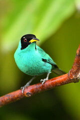 Green Honeycreeper on a branch