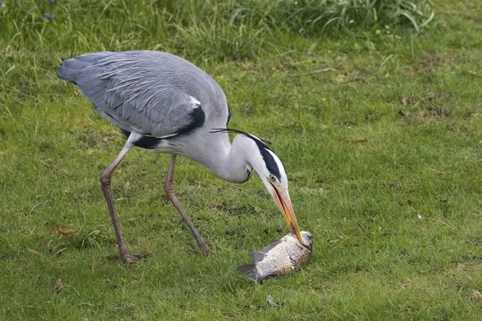 Grey heron with a fish held in its beak, gable or prussian carp (Carassius gibelio), standing on the green grass, Hesse, Germany
