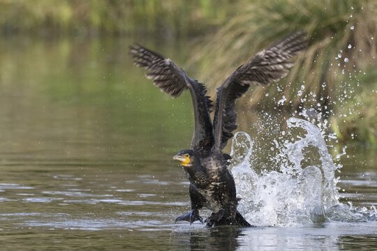 A cormorant spreads its wings as it rises dynamically from the water, Hesse, Germany