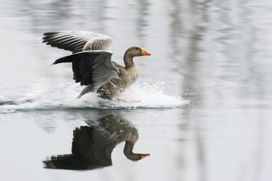 Greylag goose (Anser anser) lands on a body of water and creates a clear reflection, Hesse, Germany