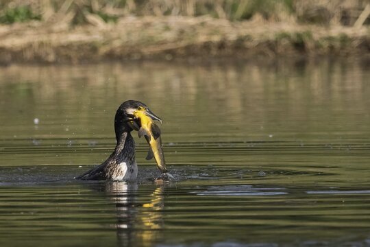Cormorant in the water proudly holding a fish it has just caught, a tench (Tinca tinca), Hesse, Germany