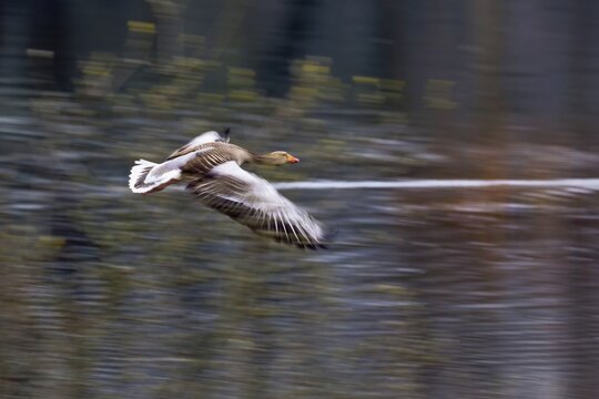 Greylag goose (Anser anser) In flight with slight motion blur against a blurred background, Hesse, Germany