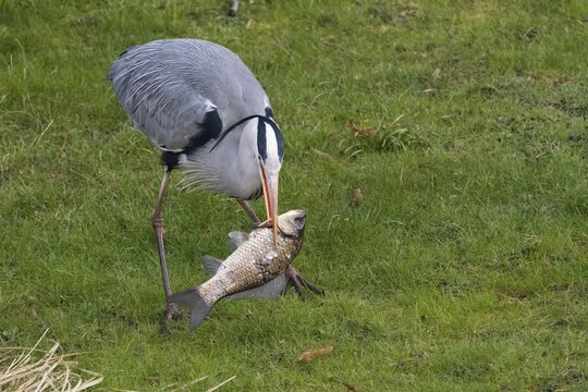 Grey heron presenting its prey, a caught fish, gable or prussian carp (Carassius gibelio), in a meadow, Hesse, Germany