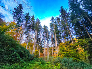 Autumn Gaze Into the Sky