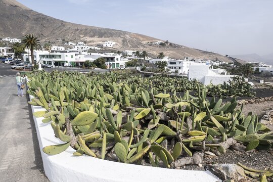 Cactus pear (Opuntia ficus-indica), Lanzarote, Canary Islands, Spain