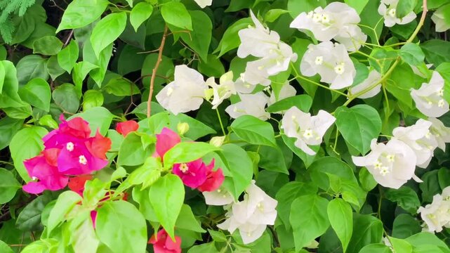 Summer Bloom Bougainvillea Plant Detail Close-up of vibrant pink and white tropical Bougainvillea flowers with bracts under sunlight. Bright, colorful background for summer, garden, and travel