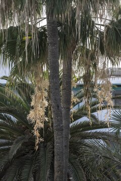 Canary Island date palm (Phoenix canariensis), flowers, Lanzarote, Canary Islands, Spain
