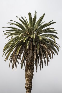 Canary Island date palm (Phoenix canariensis), Lanzarote, Canary Islands, Spain