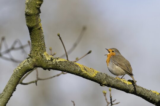 Robin singing on a branch with beginning bud formation, Hesse, Germany