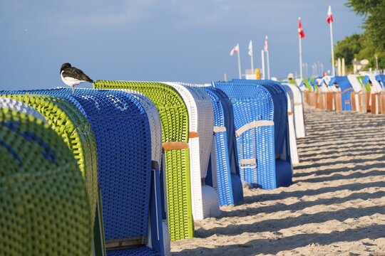 Row of colourful beach chairs on a sunny beach with an oystercatcher (Haematopus ostralegus) on a beach chair, Hesse, Germany