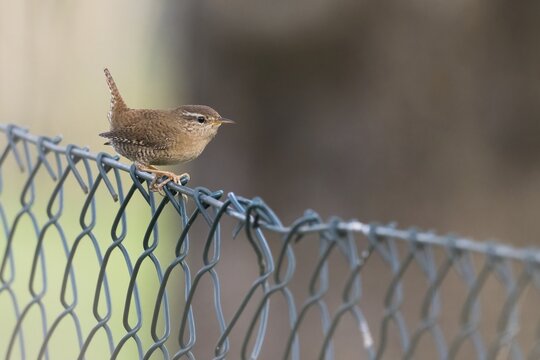 A wren (Troglodytes troglodytes) sitting on a metal wire fence in front of a blurred natural background, Hesse, Germany