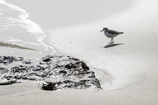 Sanderling (Calidris alba), Lanzarote, Canary Islands, Spain - Powered by Adobe