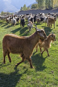 Herd of sheep and goats, Anatolia, Turkey