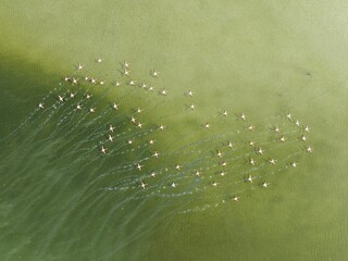 Greater Flamingo (Phoenicopterus roseus) . Taking off at a shallow lagoon. Aerial view. Drone shot. Cádiz province, Andalusia, Spain