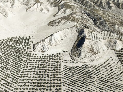 Badlands and cultivated olive trees (Olea europaea) . Aerial view. Drone shot. Granada province, Andalusia, Spain