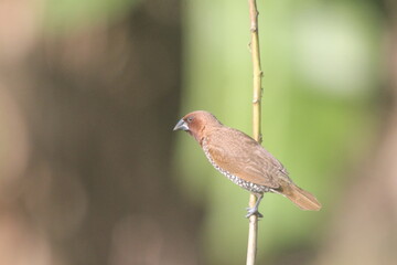 Small wild birds on a tree branch, featuring red feathers, beak, and nature wildlife