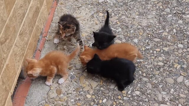 Adorable stray kitten babies together outdoors. Natural light highlights their soft fur and innocent expressions. Perfect for themes of rescue, tenderness, and animal welfare.