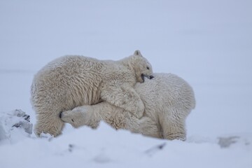 Polar bear (Ursus maritimus), two cubs playing in the snow, funny, Kaktovik, Arctic National Wildlife Refuge, Alaska, USA