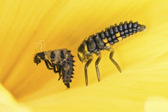 Larva with larval skin of the ladybird (Coccinella septempunctata) on the petal of a yellow flower in close-up, Hesse, Germany