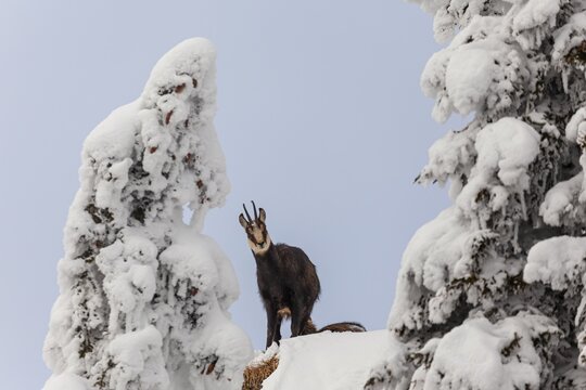 Chamois (Rupicapra rupicapra), standing in the snow, frontal, mountain forest, Ammergau Alps, Upper Bavaria, Bavaria, Germany