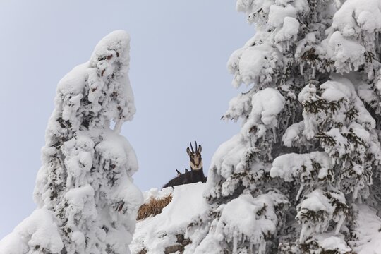 Chamois (Rupicapra rupicapra), lying in the snow, frontal, mountain forest, Ammergau Alps, Upper Bavaria, Bavaria, Germany