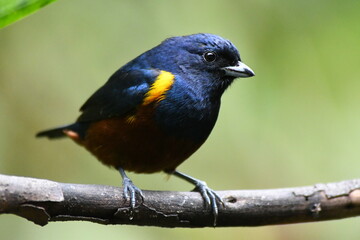 Chestnut-bellied Euphonia on a branch