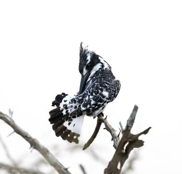 Pied kingfisher (Ceryle rudis) sitting on a branch, grooming its feathers, Kruger National Park, South Africa