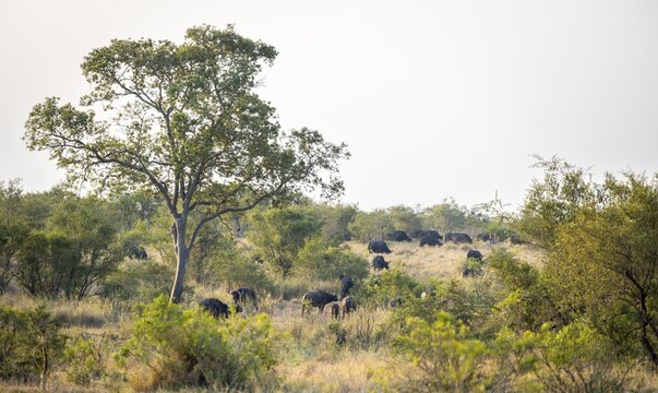African buffalo (Syncerus caffer caffer), herd in the African savannah, Kruger National Park, South Africa