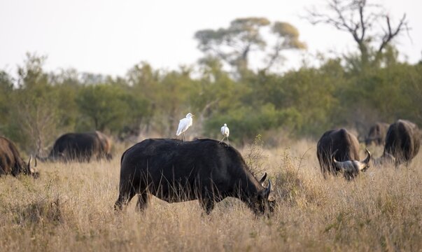 Cattle egret (Bubulcus ibis) sitting on the back of a african buffalo (Syncerus caffer caffer), Cape buffalo grazing, African savannah, funny, Kruger National Park, South Africa