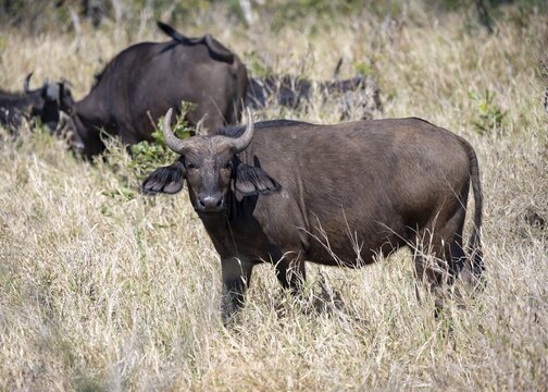 African buffalo (Syncerus caffer caffer) standing in dry grass, African savannah, Kruger National Park, South Africa