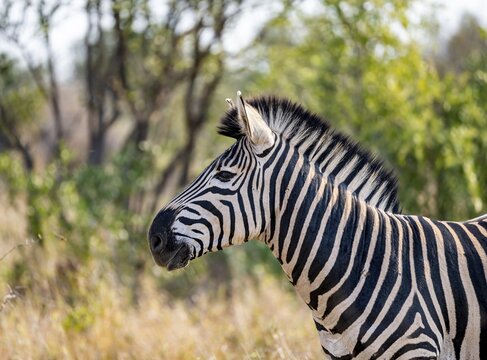 Plains zebra (Equus quagga), animal portrait, Kruger National Park, South Africa