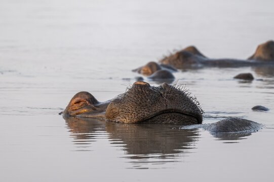 Sleeping hippo (Hippopatamus amphibius) in water with reflection, adult, animal portrait, stretching nose out of the water, Sunset Dam, Kruger National Park, South Africa