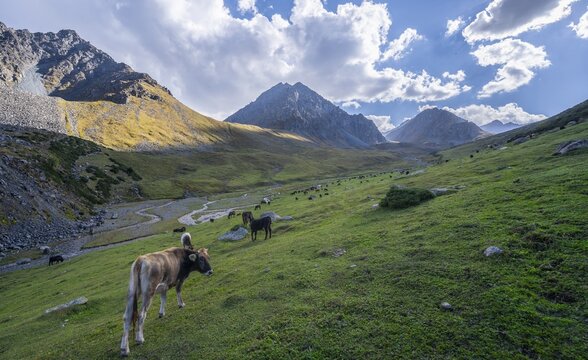 Herd of cows grazing on a mountain meadow, mountain stream in a high valley, Keldike Valley on the way to the Ala Kul Pass, Tien Shan Mountains, Kyrgyzstan