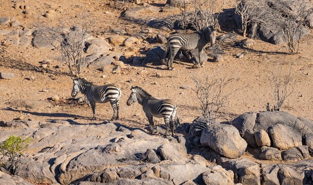 Three hartmann's mountain zebras (Equus zebra hartmannae) between rocks, from above, Hobatere Concession, Namibia