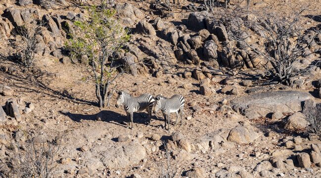 Two hartmann's mountain zebras (Equus zebra hartmannae) in a rocky steppe landscape, from above, Hobatere Concession, Namibia